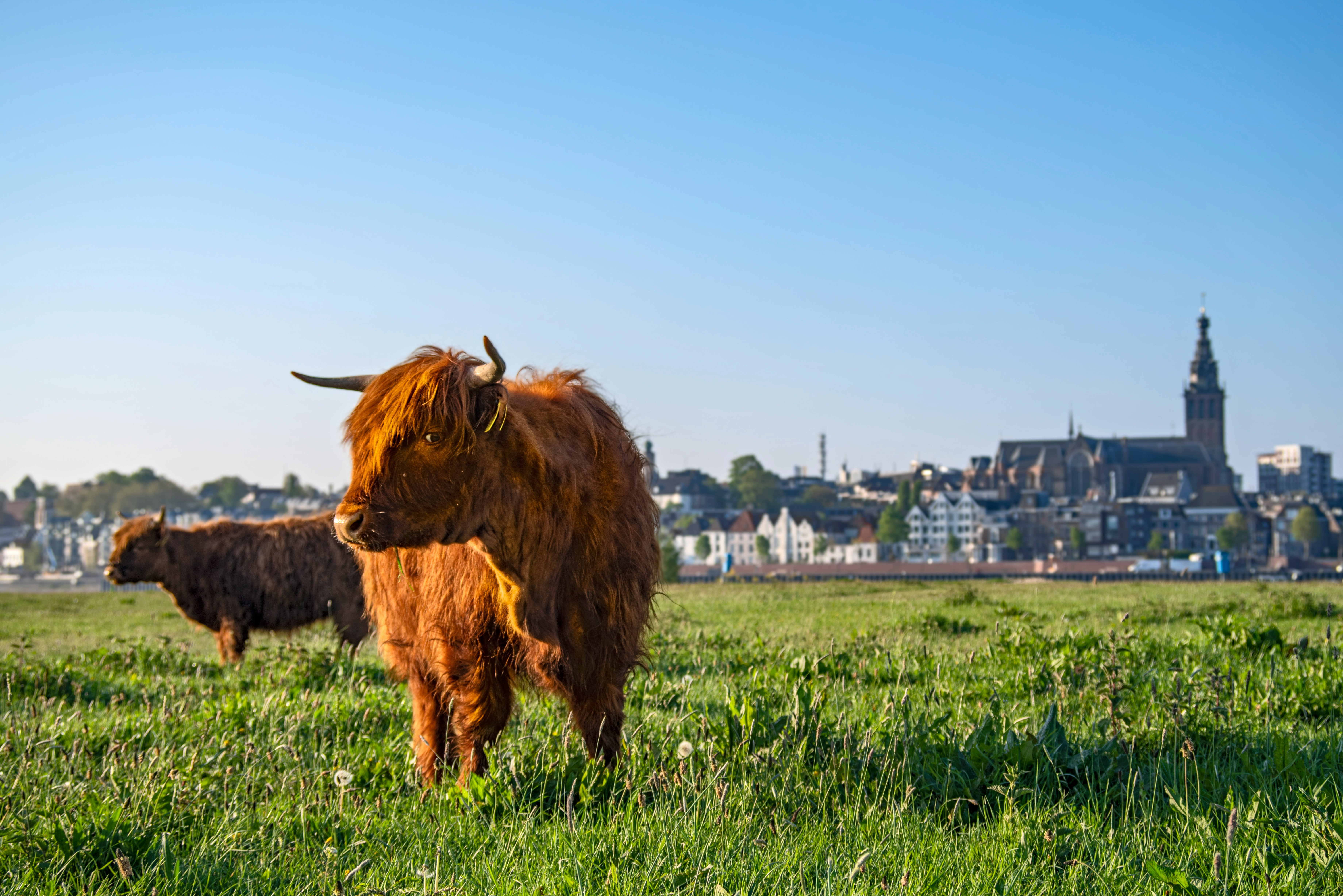 Sisoft zelfbedieningskassa